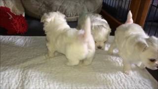 Storybook Maltese Puppies  1 Month 4 Days Old