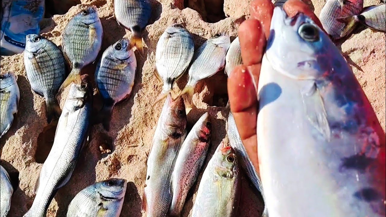 طريقة صيد 🐋الأسماك في البحر العالي ،وضرب 🔥نار في جزيرة ميامي #هاوي_صيد