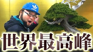 【ヒーリング動画】日本盆栽作風展行ってきた！【東京鉢日和】 The 42th Japanese Bonsai Style Exhibition Sakufu-Ten Dec 2016