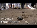 Protect our Planet | Conservation Experiences | Charapas Turtle Program in the Amazon | Ecuador