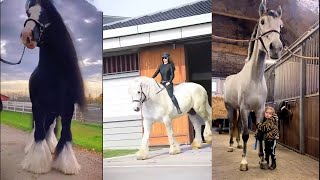 Horse Video  Cute and beautiful horse Videos Compilation cute moment of the horses