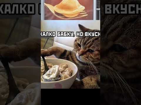 мемы😂! #мем #meme #котофейка