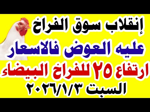 اسعار الفراخ البيضاء اليوم سعر الفراخ البيضاء اليوم السبت 3 1 2026 في مصر اسعار الفراخ اليوم