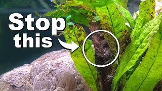 STOP Killing Your Aquarium Plants | 10 Easy Mistakes to Avoid screenshot 4