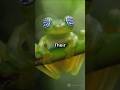 Meet The Incredible Glass Frog! #shorts #short #shortvideo #facts #animals #frog