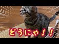 猫に流しそうめん風にご飯を食べていただいた【唐草猫ムタさん】
