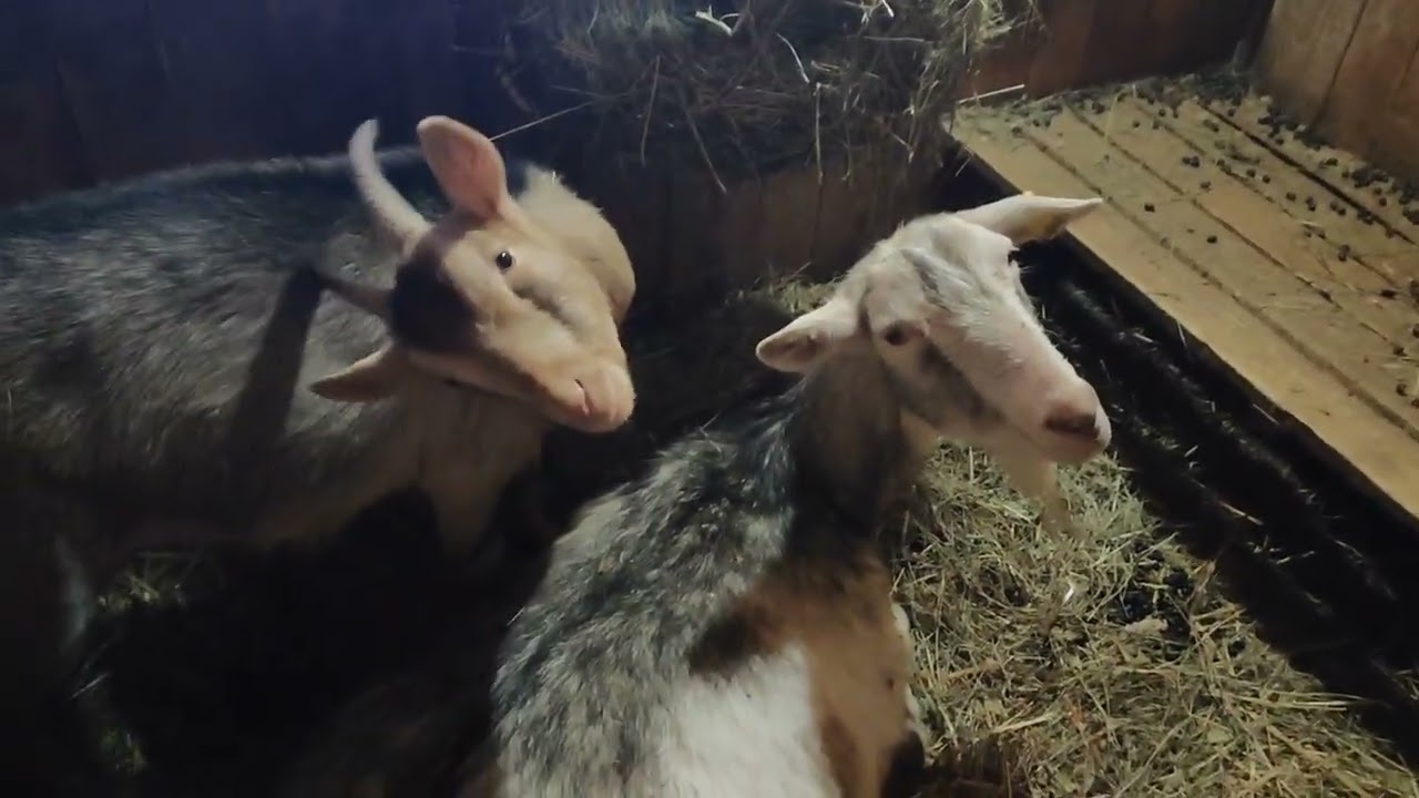 Почему пришлось вернуть проданную корову!