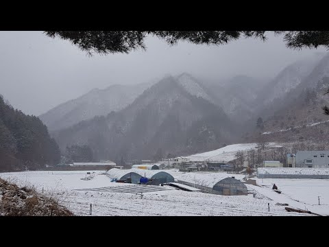 태백의 골짜기 소나무 멋지고 저멀리 산경이 가히 볼만함