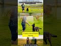 The mistake Malinois owners make too late #dogtraining #belgianmalinois #shorts