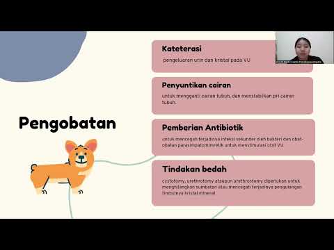 Video: Apakah itu urolithiasis pada anjing?