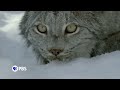 Nature - Canada: Surviving The Wild North - Preview