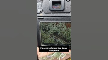 Depth of field (dof) preview shows the actual dof you