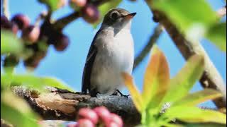 (reproduction)Asian Brown Flycatcher chirping in tree and weaving between trees.