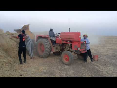 طريقة وعملية طحن التبن الجش في الحياة البرية