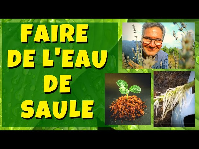 Eau de saule : Une hormone de bouturage naturelle - Promesse de Fleurs