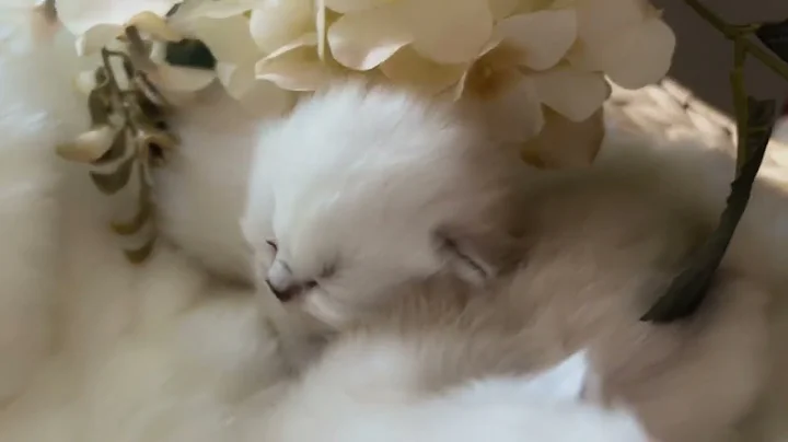 Watch the video about Available @Furrylandkittens. Furry ￼soulmates baby Himalayan kittens.
