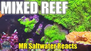 Red Sea 750 L Mixed Reef Aquarium With Gsp Wall - Mr. Saler Reacts