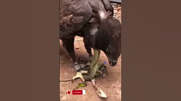أفعى تلف نفسها حول رقبه صقر وتقوم بخنقه والصقر لا يستطيع التنفس Hawks Snake Animals 