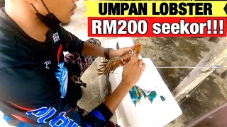 UMPAN KERAPU NAGA RM200 SEEKOR| BERBALOI KE?