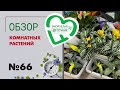 #66 Обзор поставки комнатных растений | Ардизия, кипарисы, папоротники, филодендроны