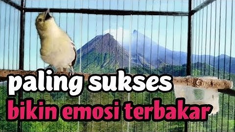 dalam hitungan detik cipow/sirpu apapun langsung GACOR EMOSI NARUNG begitu dengar panggilan ini