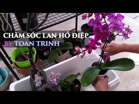 Chăm sóc lan hồ điệp - orchid care by toan trinh - lan ho diep | Foci