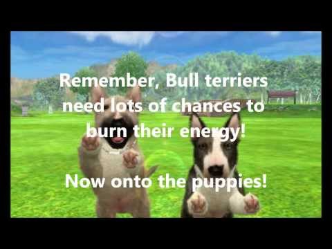 Nintendogs+Cats: Bull terrier litter! 2 puppies available for adoption