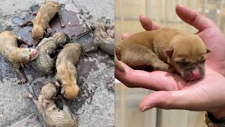 Six puppies were abandoned by their owners in a trash can. The puppy's bark attracted a passing man