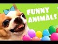 Лучшие Приколы с Животными - Funny Animals #7