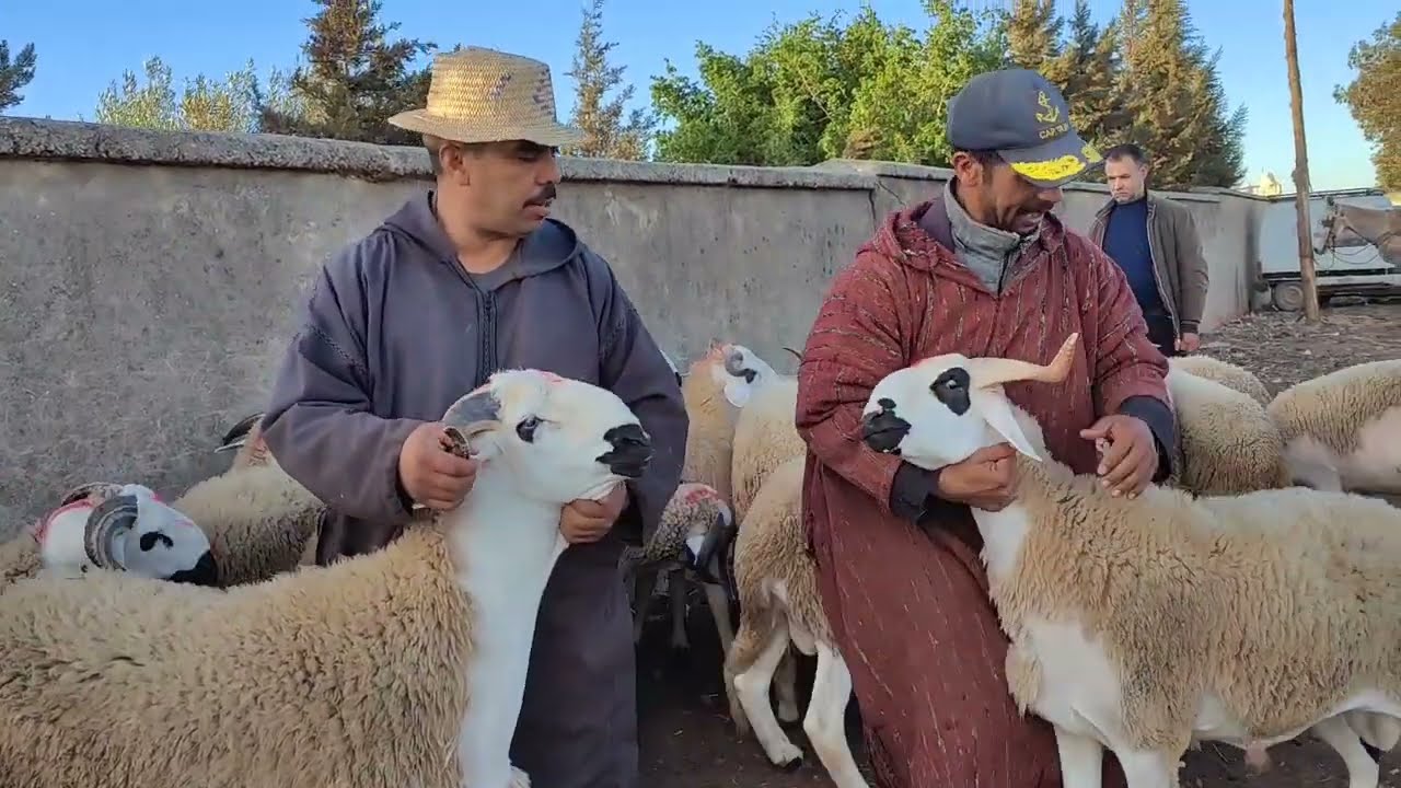 اليوم من سوق أربعاء اولاد سعيد إقليم سطات مع اتمنة الخروف ،الخروفة،الحولي