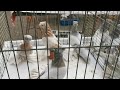 Форум в Германии. Двухчубые голуби. Tauben. Pigeons. Palomas. Pombos. 비둘기. کبوترها. الحمائم.