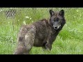 Are there wild wolves in the UK?