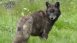 Are there wild wolves in the UK?