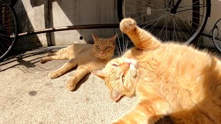 自転車置き場にいた猫達をナデナデしたら指を舐めてくれた