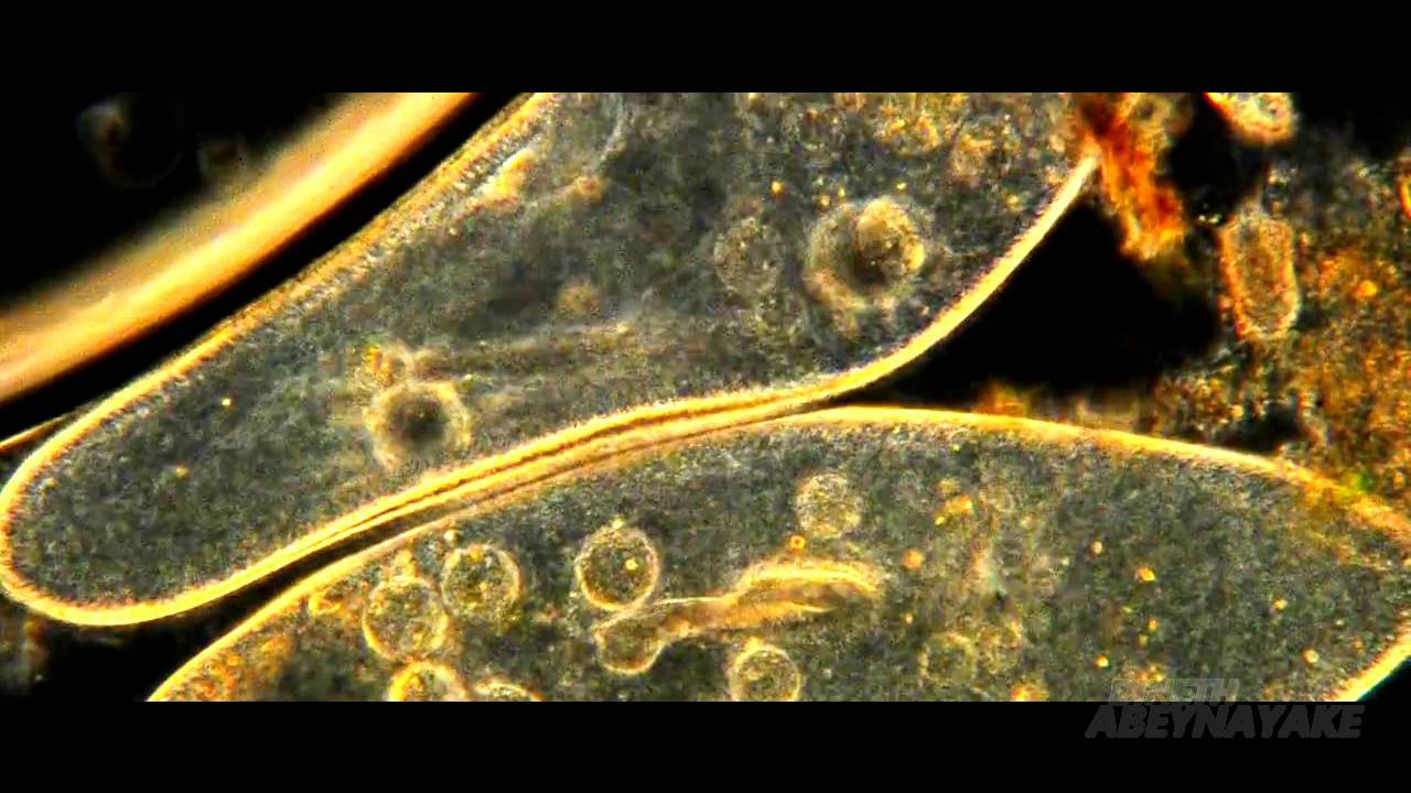 Motivational Video - This Good Earth [HD]