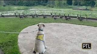 PTL Pupdate: Penguin Goes To The Park