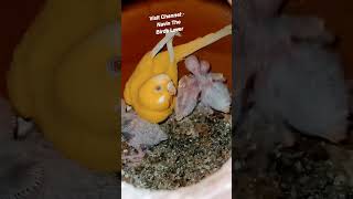 Budgies Breeding // Budgies Colony breeding progress budgiesparrots ytshorts budgie