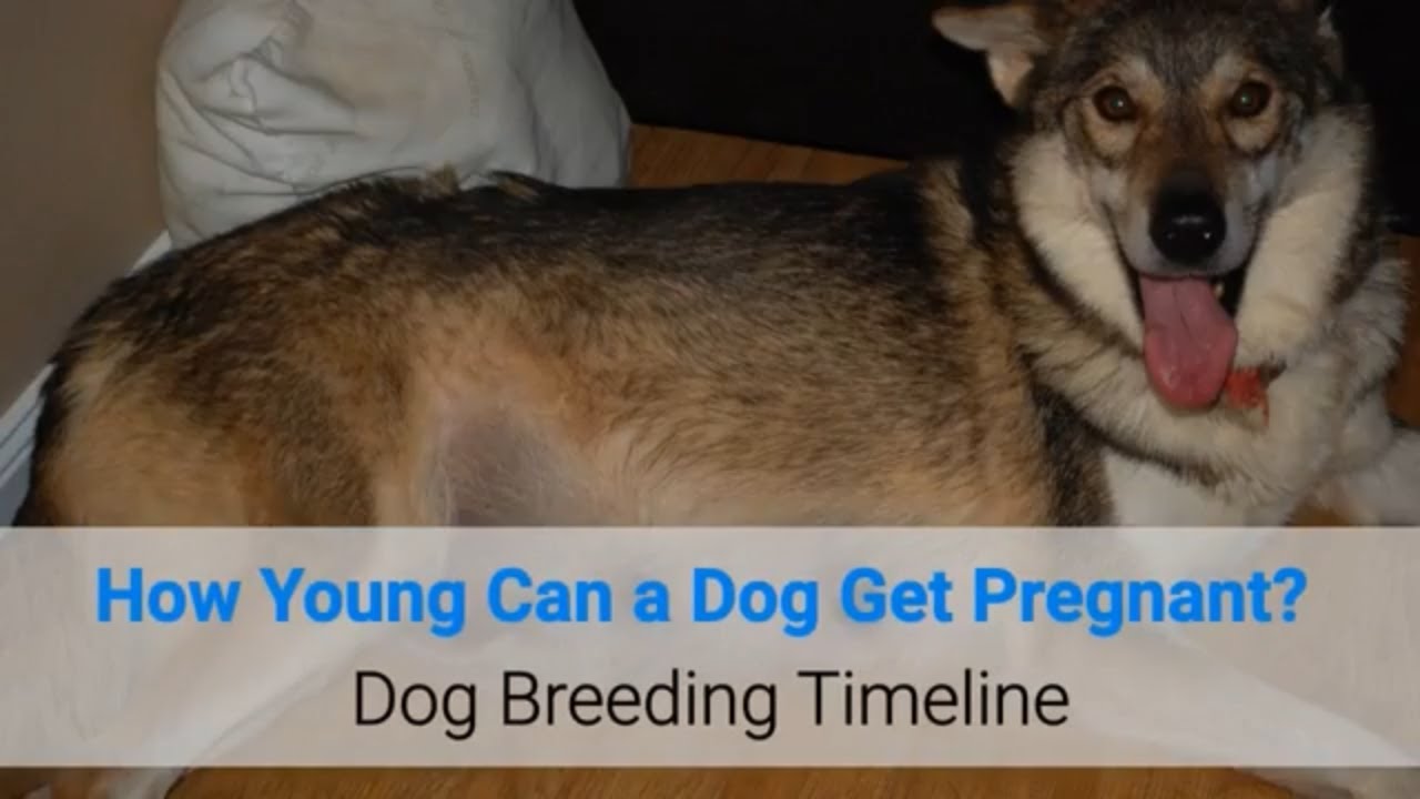 Can A 11 Year Old Dog Get Pregnant?What Size Elevated Dog Feeder Should I Get?