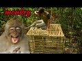 perangkap hama kera (auto masukk gerombolan  Monkey #part-1