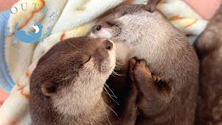 The Otter's Diet is Too Cute!