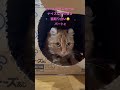 #猫 #ねこのいる生活 #カール #アメリカンカール