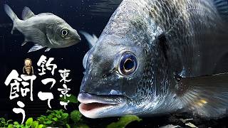 Crisis: Tank Collapse. 90cm Tank for Fish Caught in Tokyo Rivers