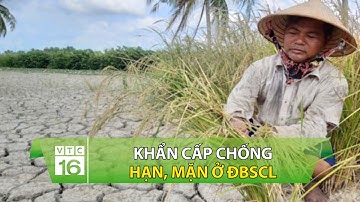 Khẩn cấp chống hạn, mặn ở ĐBSCL | VTC16