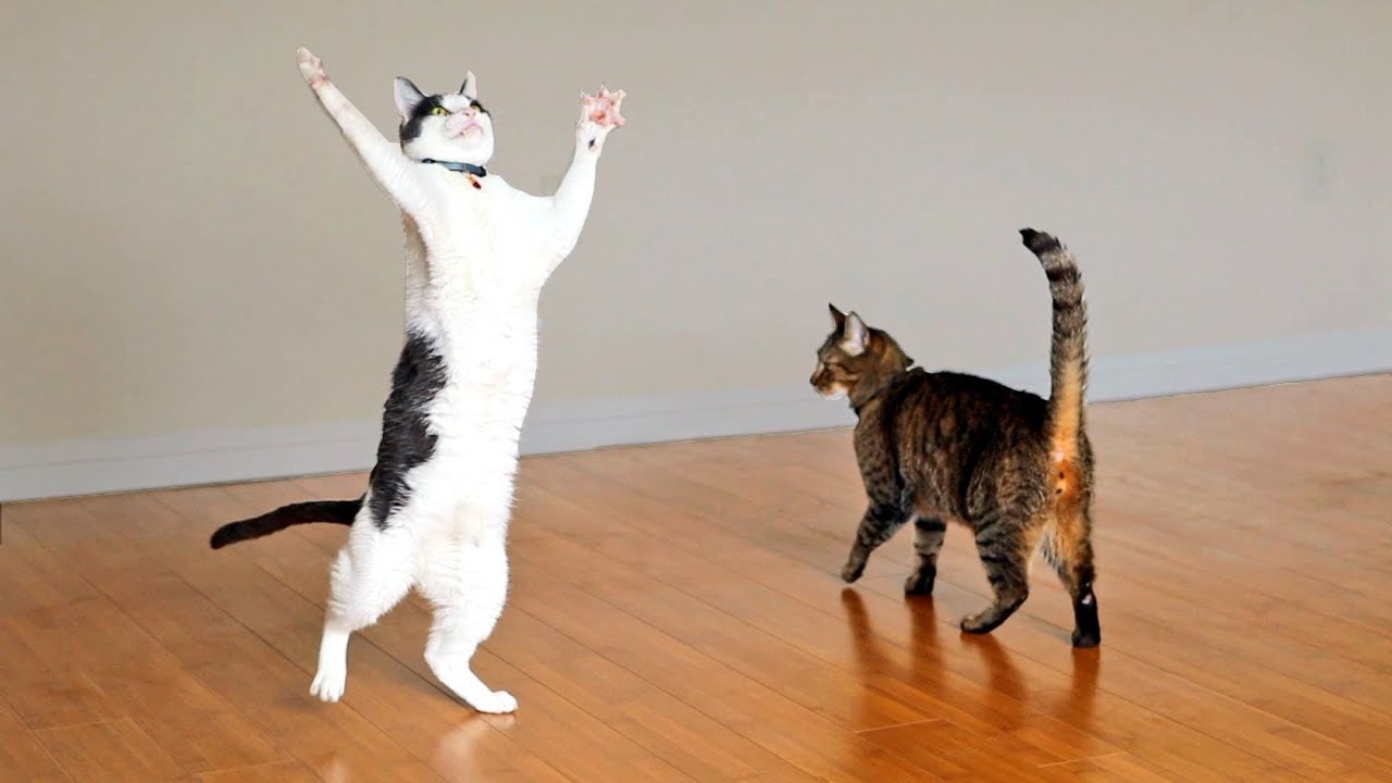 Cats Dancing To Music Funny Cat Dance Compilation YouTube