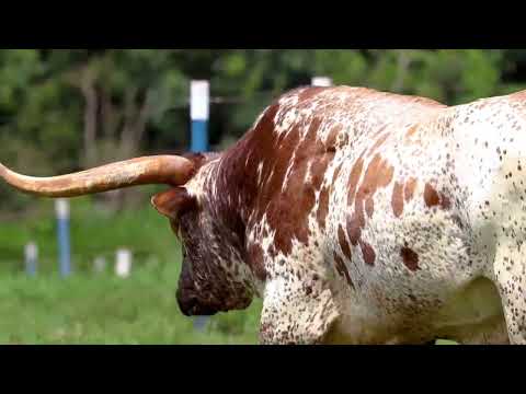 Lote01 ZD Cowboy Coaches