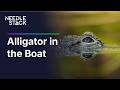 Alligator in the Boat | E102