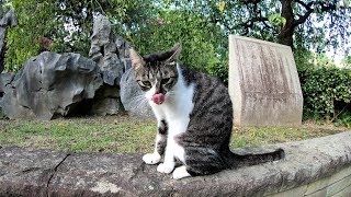 野良猫達が日本風の庭園で集会を開く