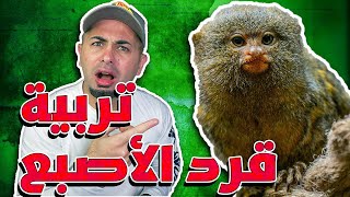 طريقة تربية القرد الأصبع وكل شي بتحتاجه للعناية فيه - Finger Monkey Care Routine