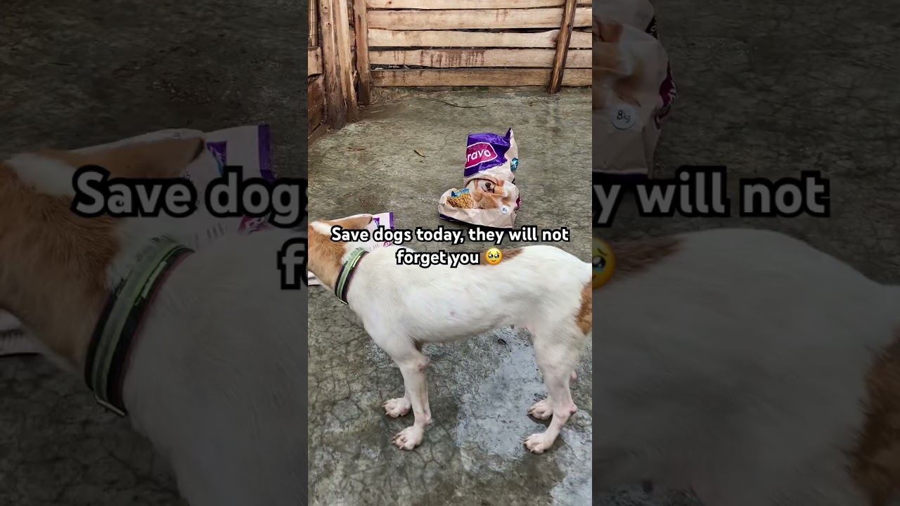 Help our homeless dogs pay for the rent 🙏🏻❤️❤️❤️🙏🏻🙏🏻😭