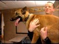 Eagan Police New Canine.mov Eagan Police New Canine.mov